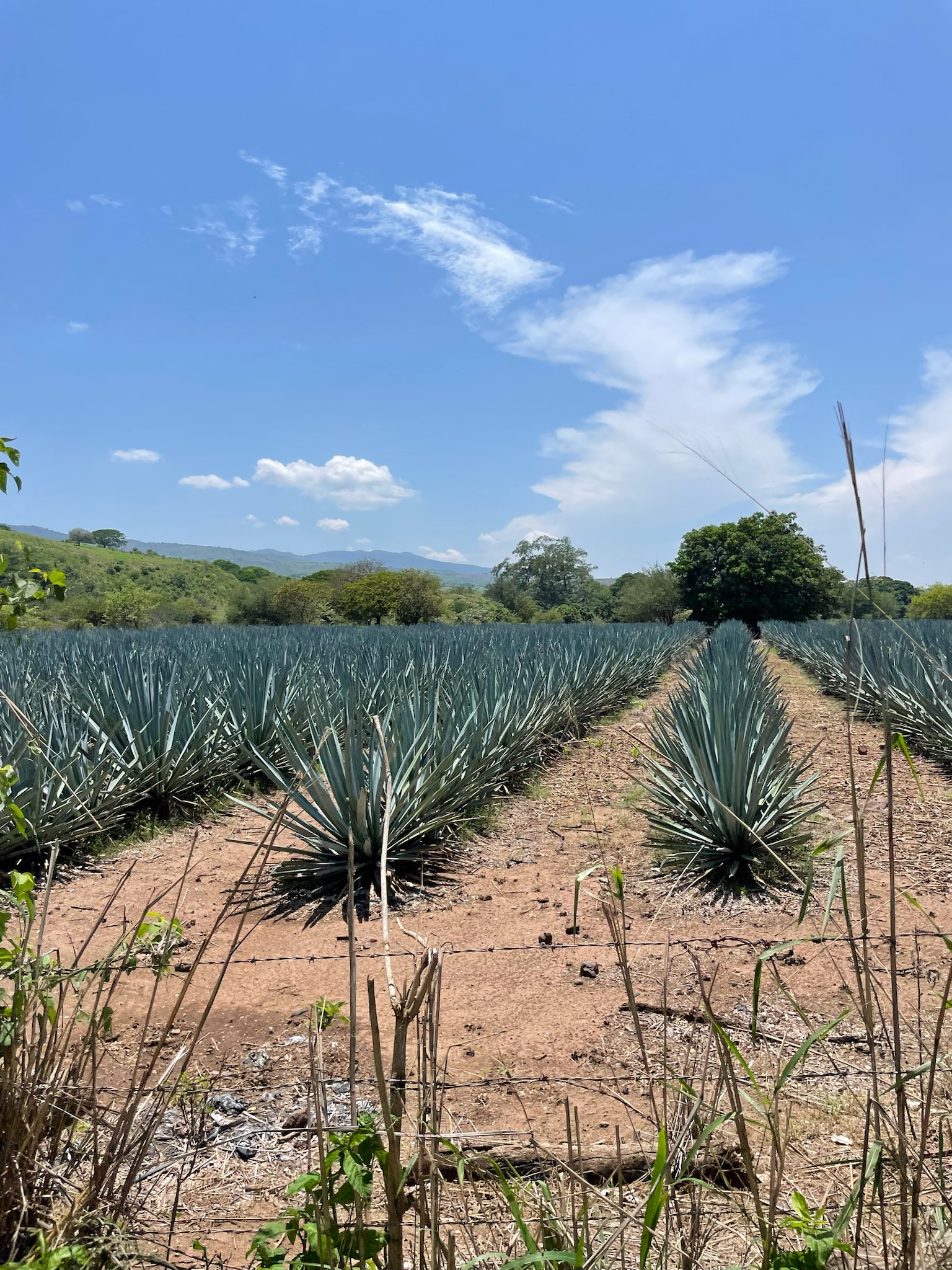 Agave-planter i mexicansk landskap